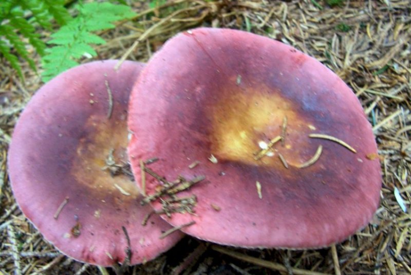 Due Russule del Trentino